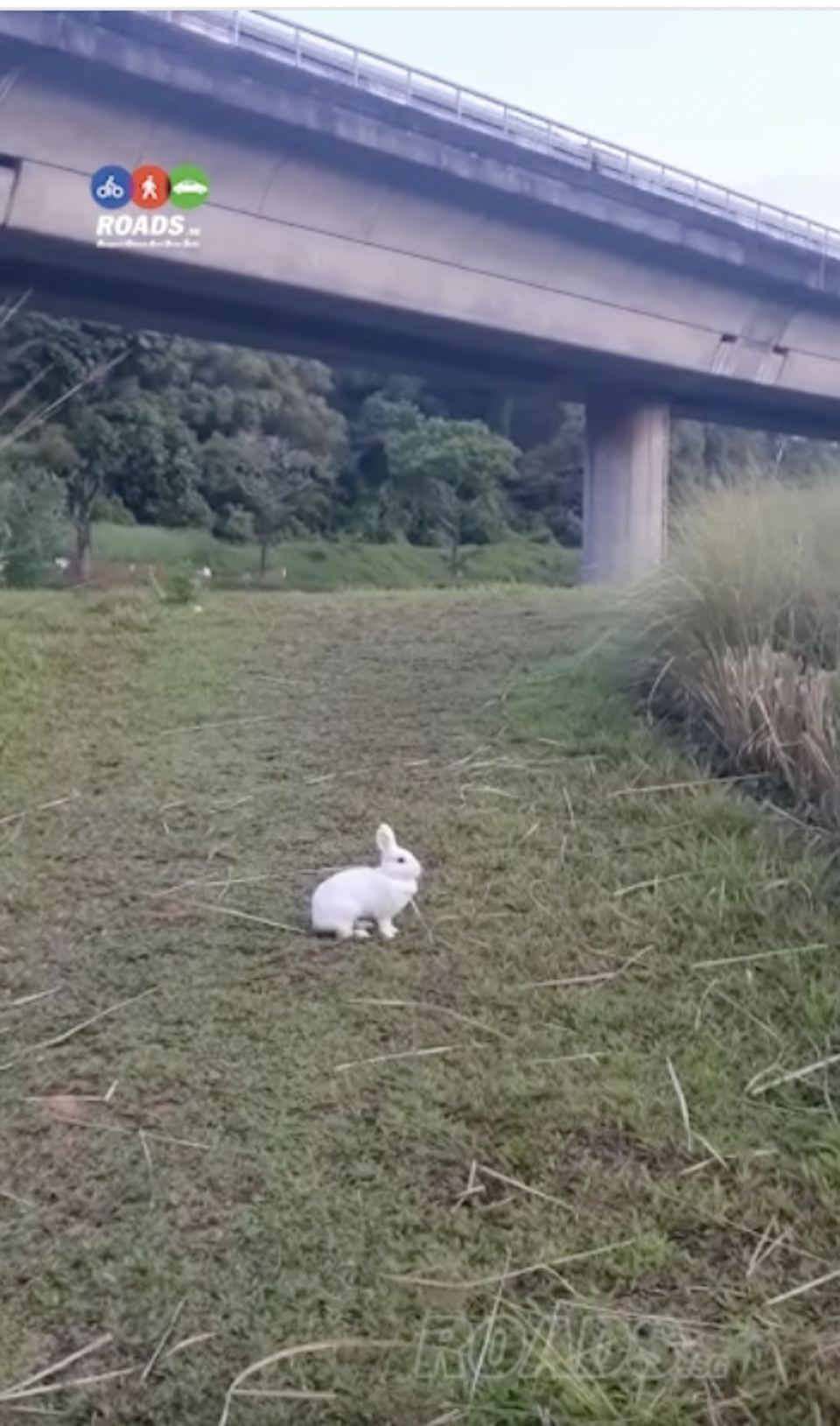 A lone rabbit spotted at Tampines Eco Green near the MRT track on 17 January.