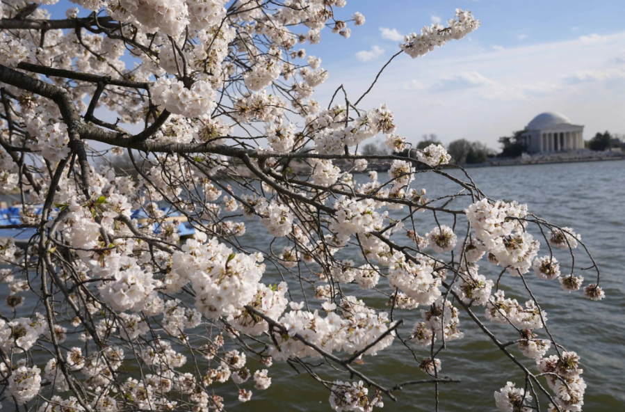 The Jefferson Memorial is visible to visors along the Tidal Basin. (Photo: AP)