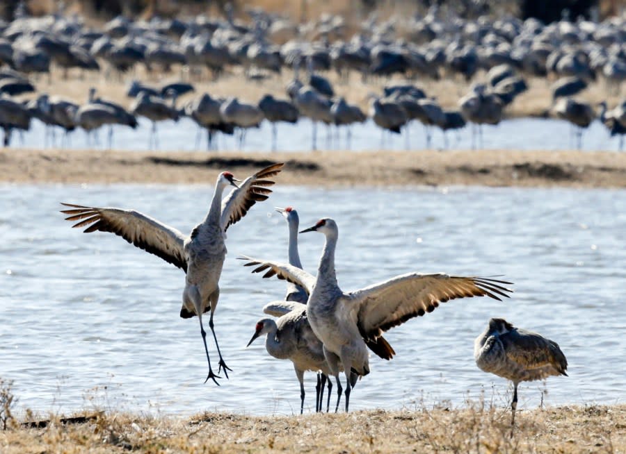 FILE – This March 15, 2018 file photo shows sandhill cranes near Gibbon, Neb. The Nebraska Tourism Office is starting its first campaign of 2019 by promoting the hundreds of thousands of sandhill cranes that migrate to the Platte River Valley. The print and television ads began running Monday, Jan. 14. The ads will run until March in cities in Colorado, South Dakota and Kansas. (AP Photo/Nati Harnik, File)