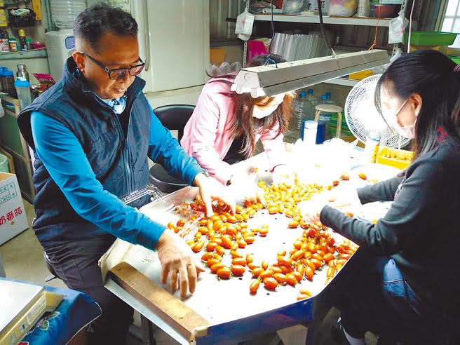 天氣變化劇烈，溫室玉女小番茄裂果不少，農民謝俊宏（左一）一一篩選裝盒。（呂妍庭攝）