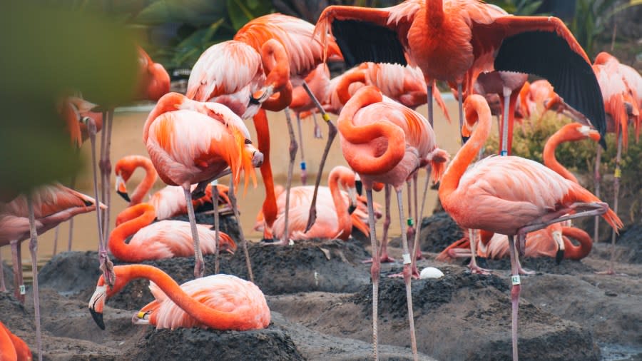 Flamingos on their dirt mound nests.