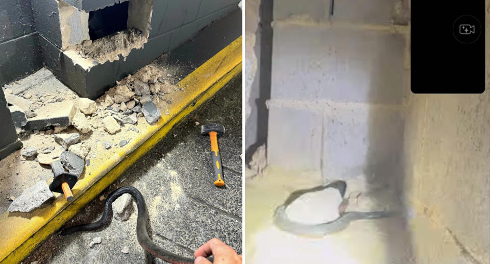 Left, the hole in the wall with debris and hammer on the ground. Right, the snake catcher shows his boss the snake inside the hole on FaceTime. 