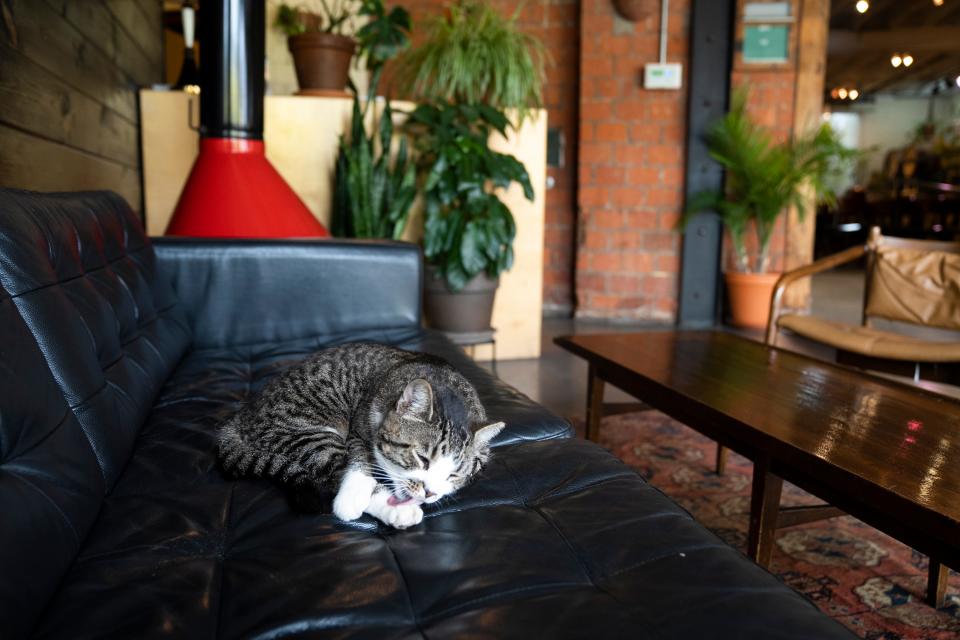 Assistant Manager, the brewery mascot, takes a bath on the couch in the downstairs bar area of Seventh Son Brewing Co.