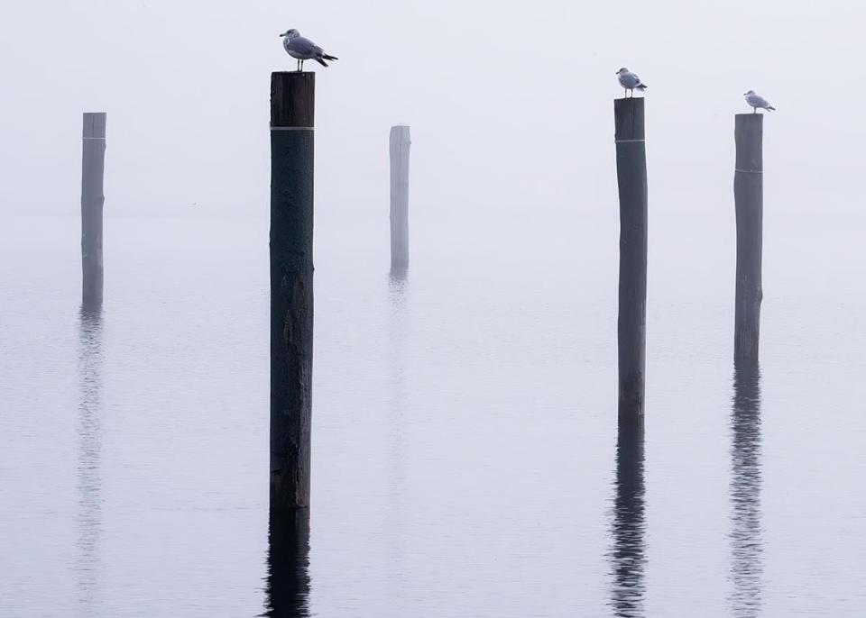 Local photographer Jack Coughlin came across herring gulls standing sentinel at Wells Harbor in Wells, Maine, on a foggy morning back in December of 2023.