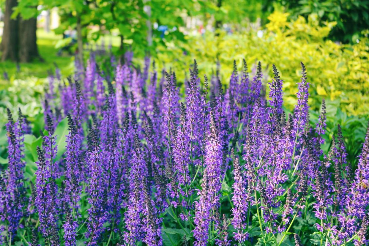 summer flowers