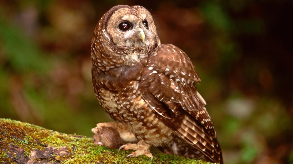 A California spotted owl perched with a mouse in its talons