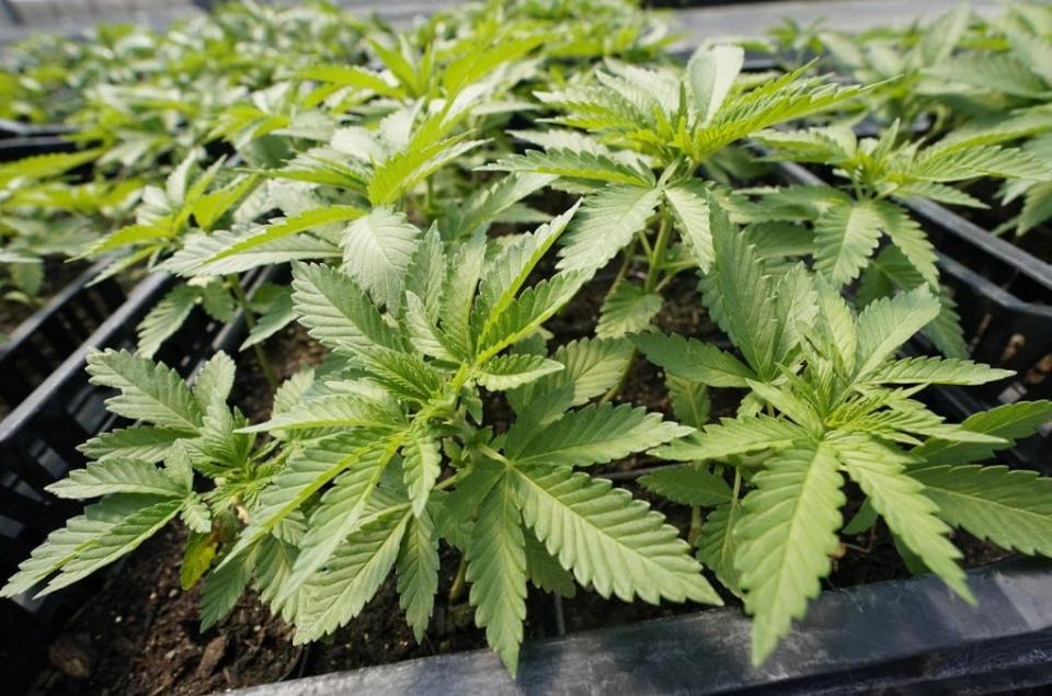 Marijuana plants for the adult recreational market are are seen in a greenhouse at Hepworth Farms in Milton, N.Y., July 15, 2022. New York has issued the first 36 cannabis dispensary licenses on Monday, Nov. 21, 2022 taking a monumental step in establishing a legal — and lucrative — marketplace for recreational marijuana.