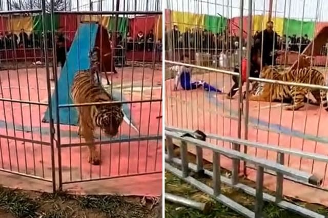 Terrifying moment tiger attacks trainer during circus show in northern China