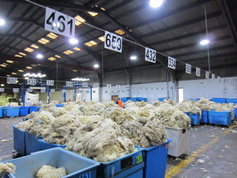 <span class="caption">The British Wool Marketing Board grading depot at Newtown.</span> <span class="attribution"><span class="source">Laura Jones</span>, <span class="license">Author provided</span></span>