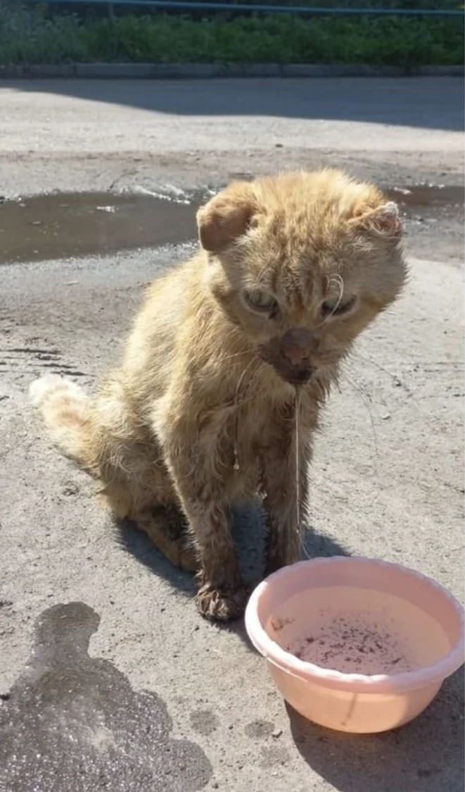 A ginger cat