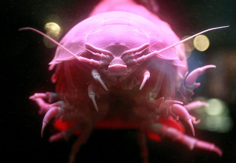 A 35-cm-long (14 inches) 1.3-kg (3.9 pounds) Giant isopod picked up from 800-meter (2625 feet) deep water in the East coast of the United States is displayed at the New Enoshima Aquarium in Fujisawa, southwest of Tokyo, Saturday, Sept. 8, 2007. (AP Photo/Itsuo Inouye)