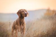 <p>A combination of a retriever and a pointer, Vizslas originate from Hungary. The rust-colored coats are one of the breed's trademarks, as are their athletic hunting abilities.</p><p><strong>Weight: 45-60 pounds</strong></p>