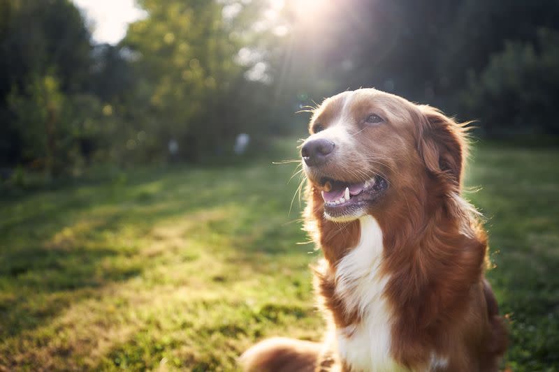 medium dogs nova scotia duck tolling retriever