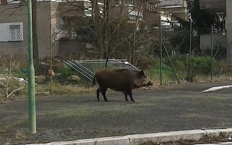 Wild boar are routinely seen on the street and in urban areas in Rome, where they feast on uncollected rubbish - Credit: Repubblica
