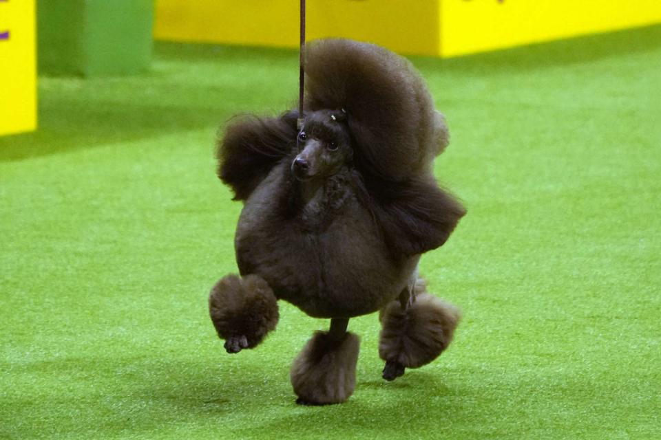 <p>Mike Stobe/Getty</p> Sage the Miniature Poodle at the 148th Annual Westminster Kennel Club Dog Show