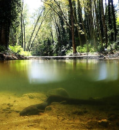 Una anguila europea en las aguas del río Ter. Lluís Zamora, Author provided