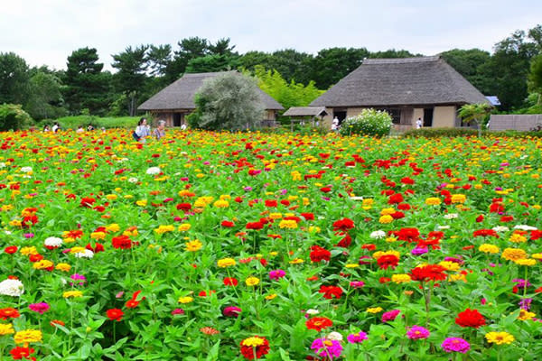 日立海濱公園百日草花海 (圖／國營日立海濱公園)