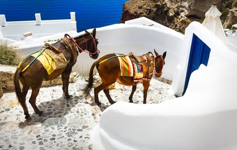 Many of the paths on Santorini are ill-suited to hooves - Credit: VENTDUSUD