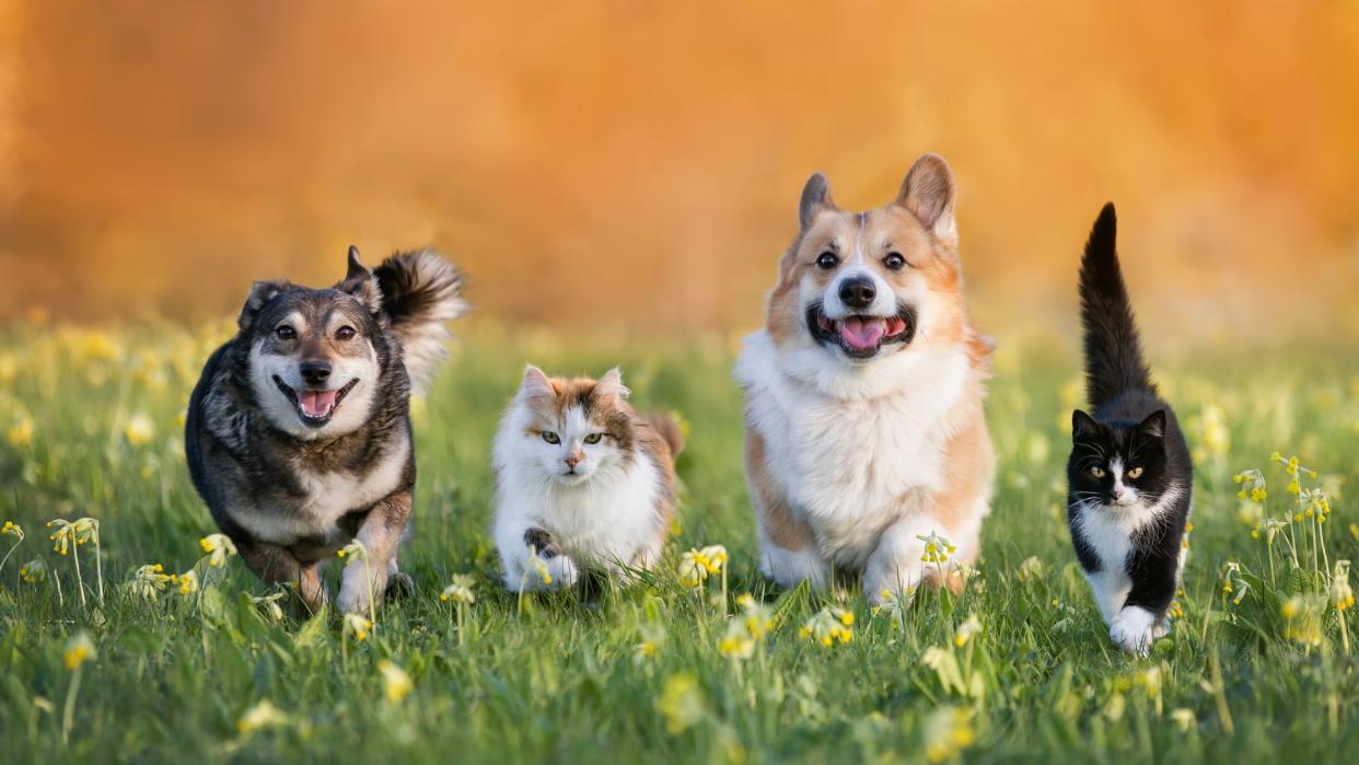  Ways to support a scared or anxious pet: Two dogs and two cats walking in a line . 