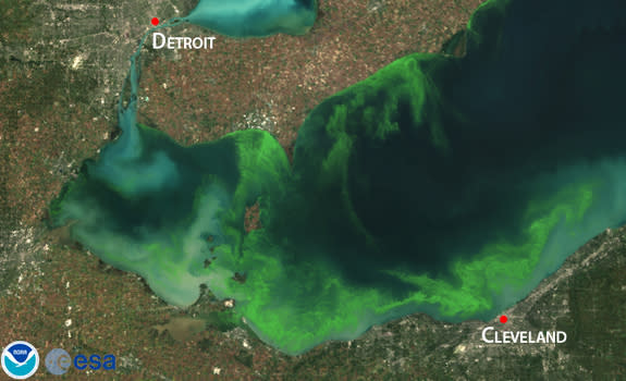 Satellite image of a toxic algae bloom in Lake Erie in 2011, one of the worst blooms in recent years.