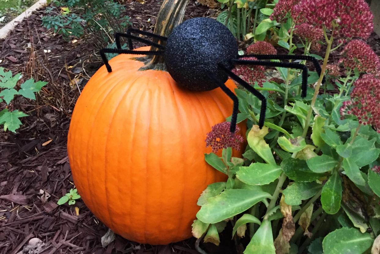 Giant spider in the yard crawling over a pumpkin