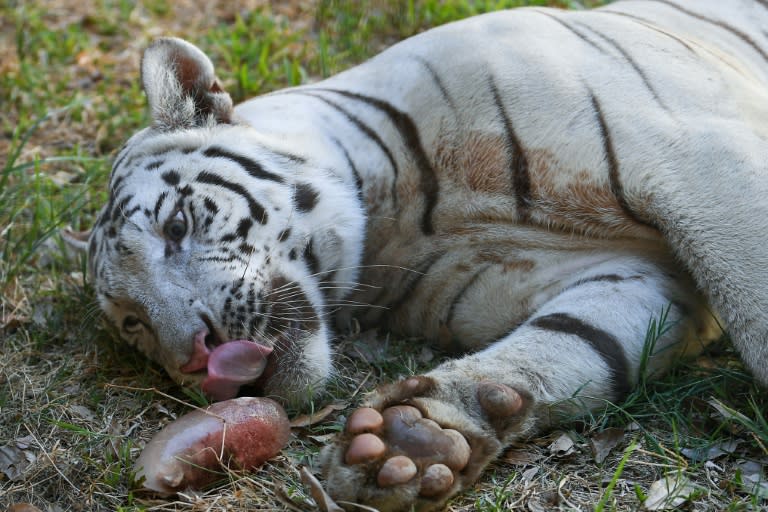 'Bloodsicles' made from frozen ground beef or chicken, animal blood and vitamins are given to the big cats to lick (Ted ALJIBE)