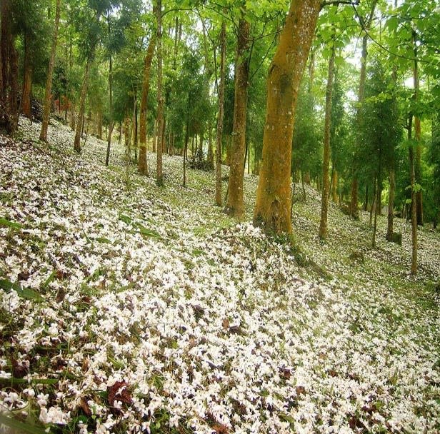 東勢林場的油桐花進入盛開花期，將山林染成宛如白雪皚皚景象。   圖：台中市政府/提供