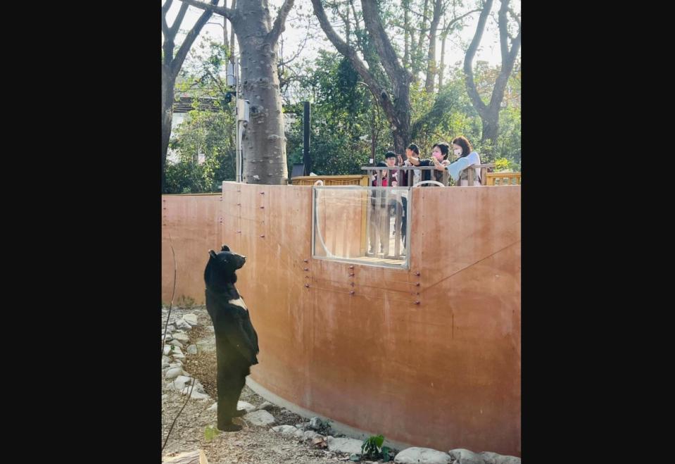 高雄壽山動物園的明星動物台灣黑熊「波比」，12日下午站起來與遊客對望，模樣逗趣。（圖／壽山動物園提供）