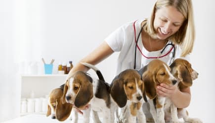 Young Female Veterinarian Check Up Cute Little Puppies, Beagles