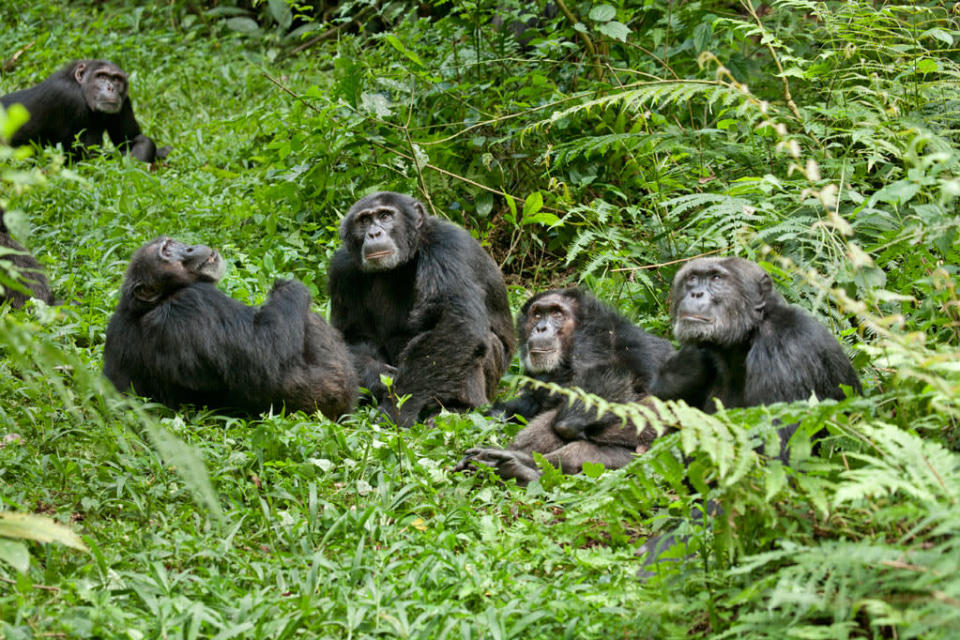 Five Film Facts Chimpanzee