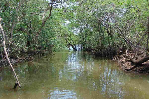 Manglar-CostaRica-