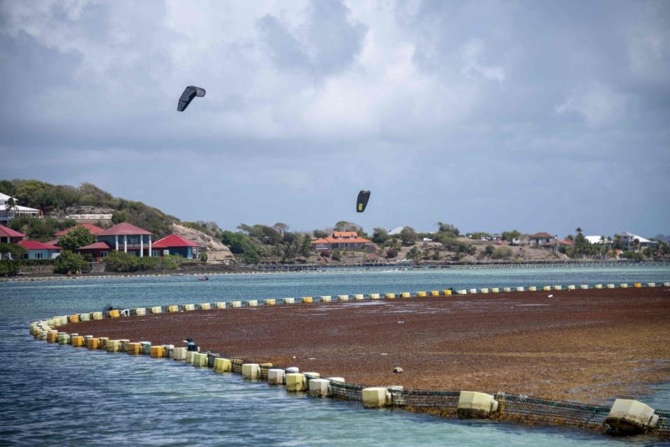 People kitesurf in coastal water kept clean by nets intercepting drifting Sargassum from reaching the shore, off the coast of Le Francois on France's Caribbean island of Martinique on April 19, 2023 (AFP via Getty Images)