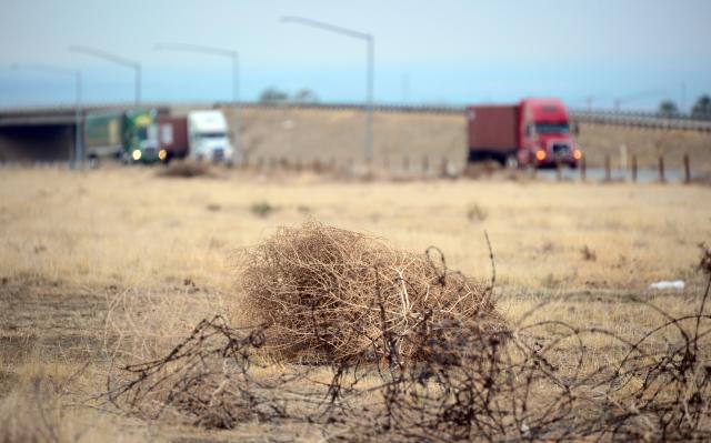 Scientists Plan to Kill Off the American West's Tumbleweeds, Smart News