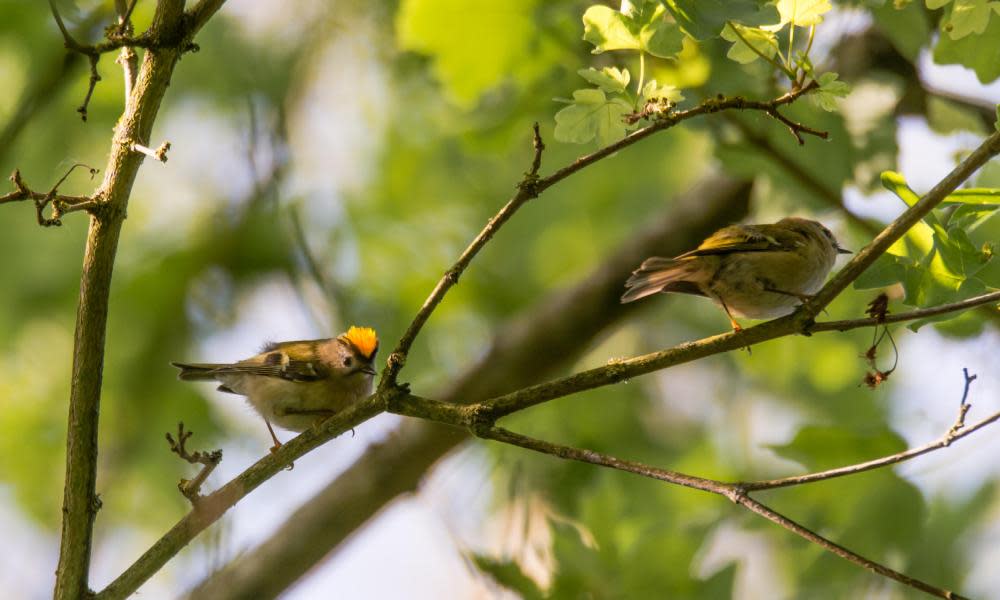 <span>Photograph: Ian Redding/Alamy</span>