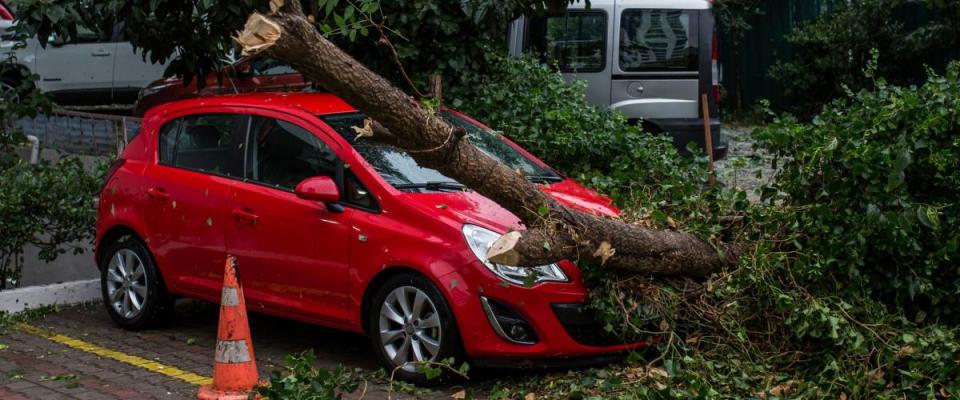 Car under fallen tree