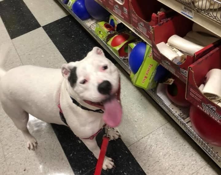 Ginger checks out some dog toys on an outing. (Photo: Responsible Pet Care of Oxford Hills)