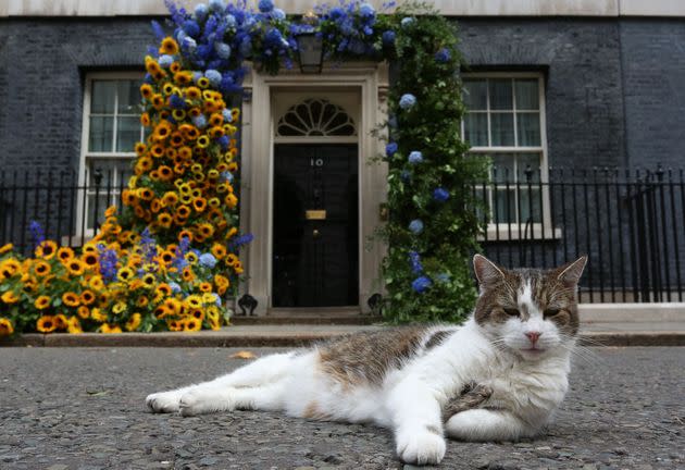 Larry the Cat at No. 10 Downing St., lying in front of a flower display commemorating Ukrainian Independence Day on Aug. 24. (Photo: Susannah Ireland / AFP via Getty)