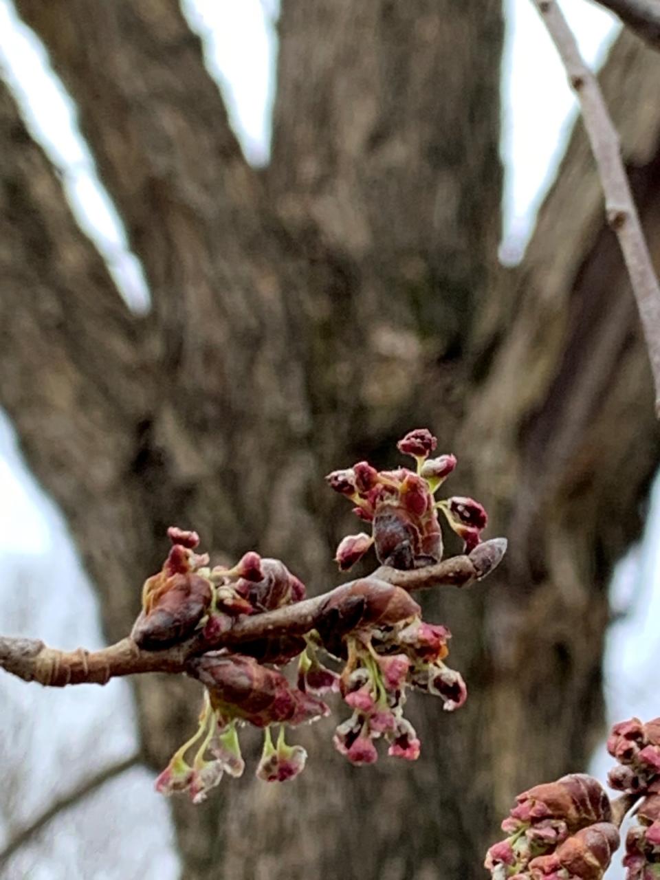 A photo provided by the West Virginia Department of Agriculture shows early Elm tree blooms which department officials say has contributed to a large amount of pollen in the atmosphere.