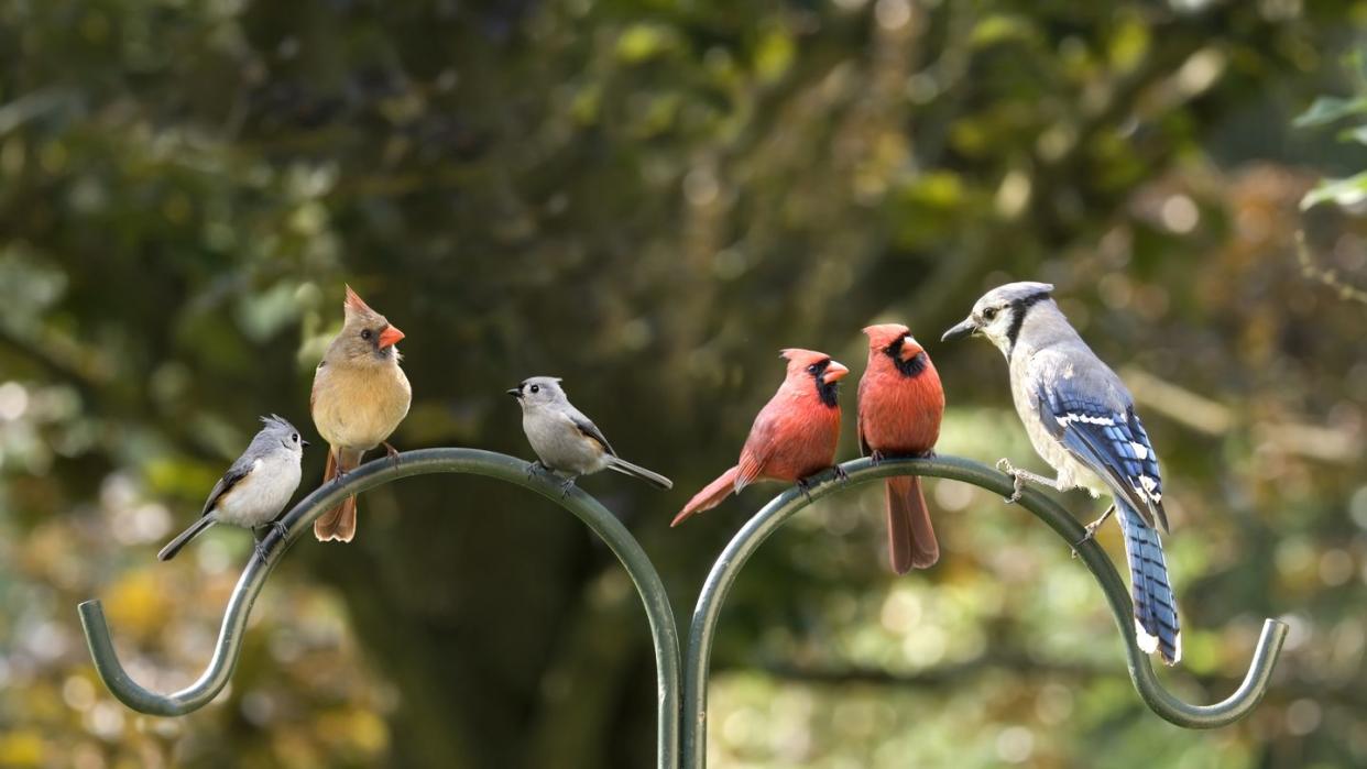 bird diversity meeting