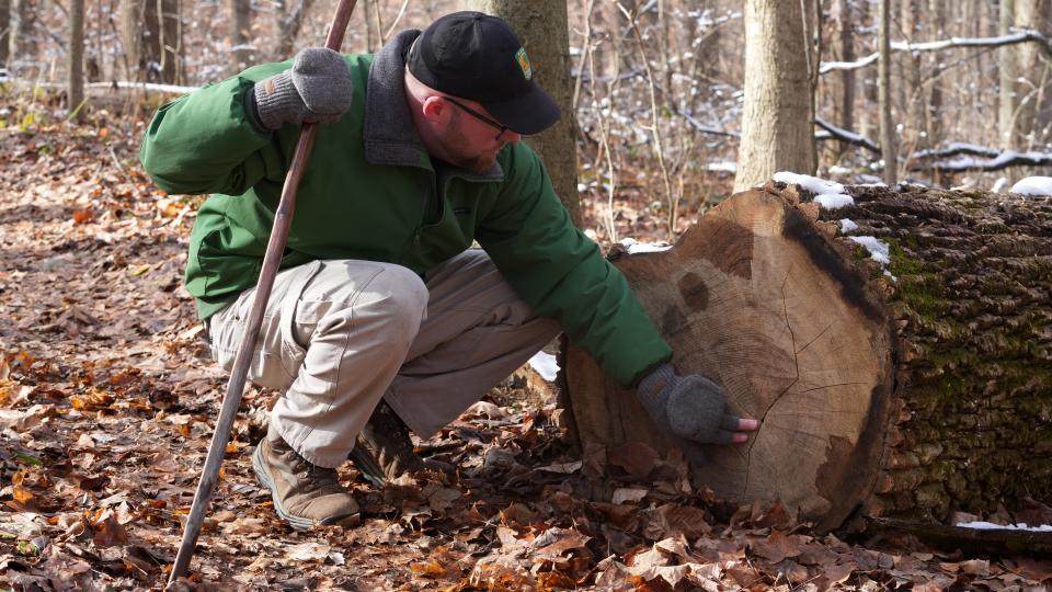 Ohio Department of Natural Resources assistant botanist Andrew Lane Gibson looks at the rings of a White Ash that fell naturally due to an Emerald Ash Borer attack.