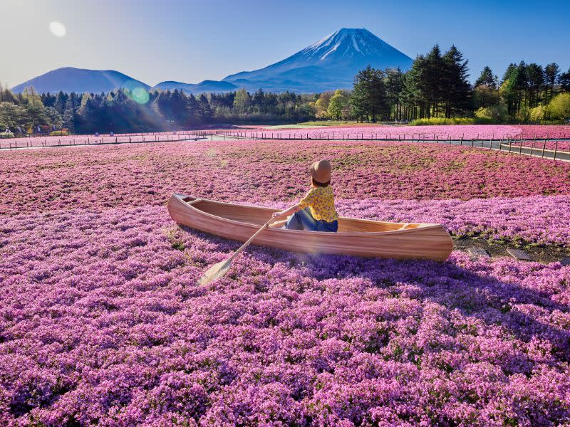 日本旅遊｜富士芝櫻祭4月開催 春天富士五湖絕景 必影富士山+粉紅芝櫻花海