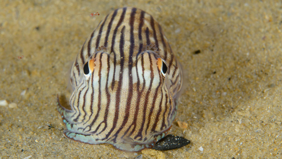 Striped pyjama squid in at Watsons Bay, New South Wales, Australia.