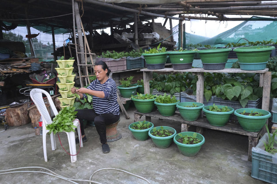 Naga woman Achano Yhome cleans spinach she harvested from her terrace garden in Kohima, capital of the northeastern Indian state of Nagaland, Thursday, May 28, 2020. Yhome has always loved gardening, a lot of it dedicated to flowers. In the lockdown period, her attention turned solely to vegetables. A month into the lockdown, she and her husband built a greenhouse with plastic sheets and bamboo where she now spends much of her time. (AP Photo/Yirmiyan Arthur)