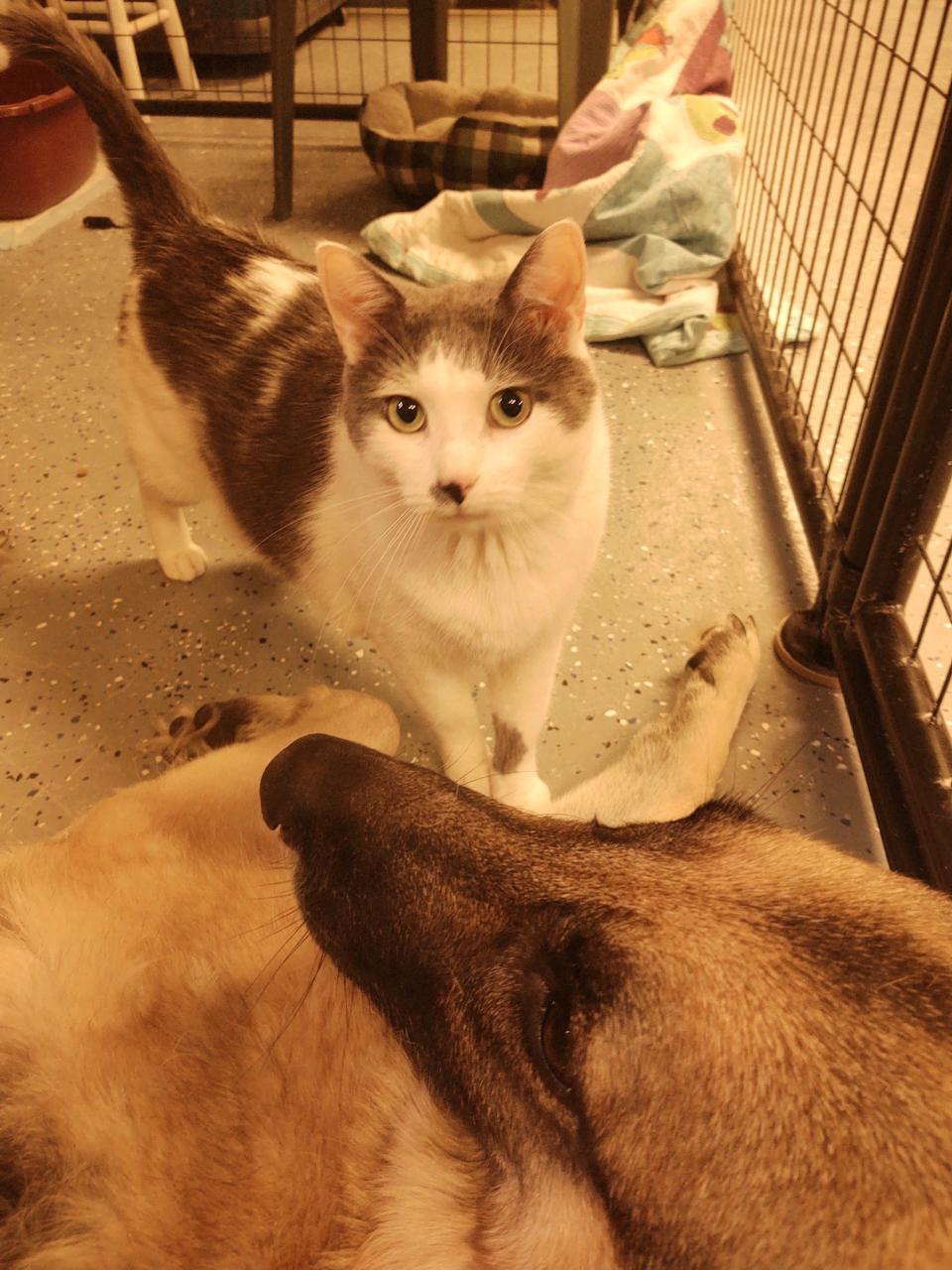 Dusty, top, and Bella — his dog friend — are photographed after their reunion Wednesday, Nov. 24. BestPals Animal Rescue is hoping to rehome the duo together.