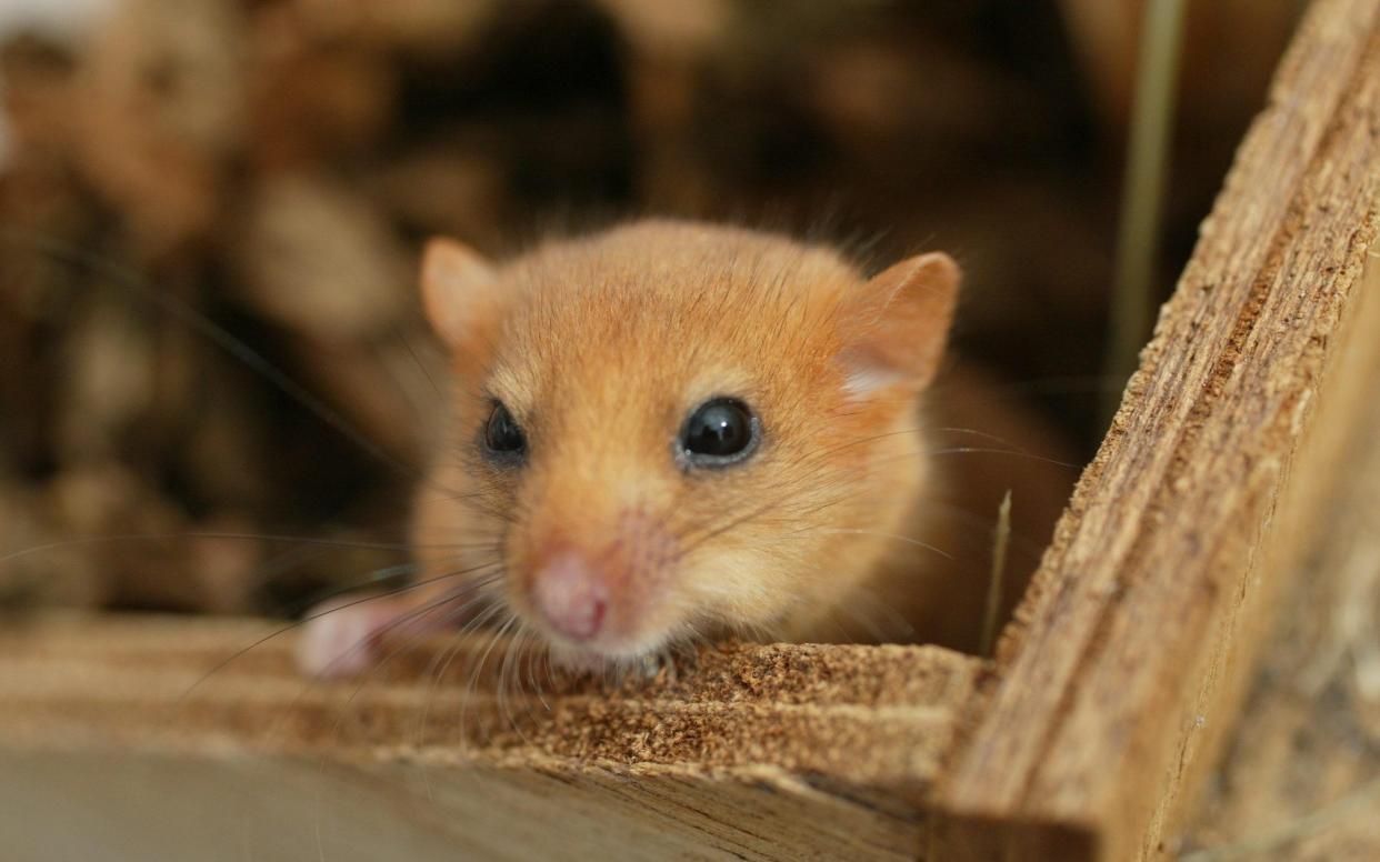 Hazel dormice are an EU protected species -  Thames Water/PTES/PA Wire