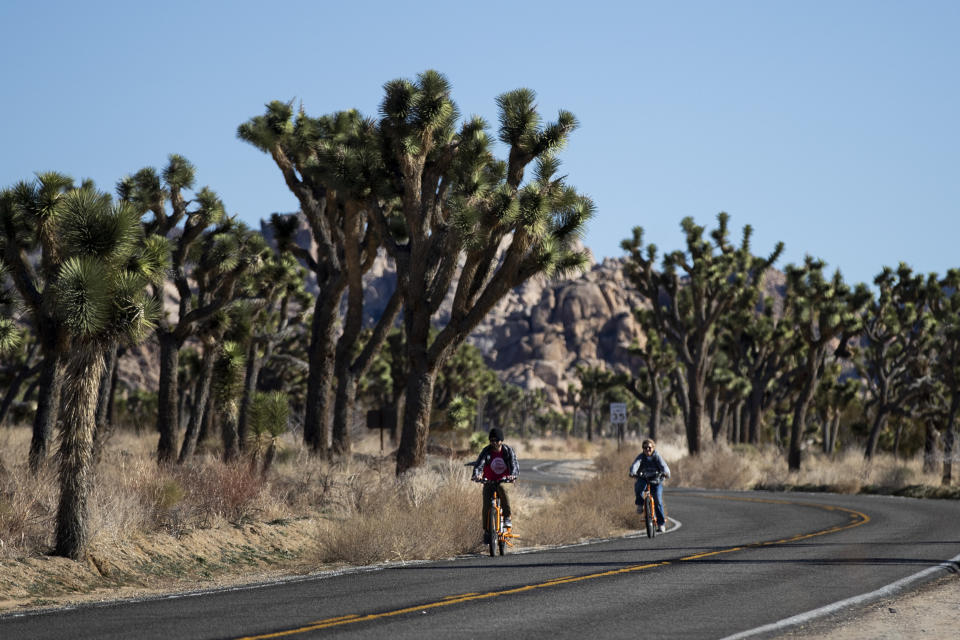 FILE - In this Jan. 10, 2019, file photo, two visitors ride their bikes along the road at Joshua Tree National Park in Southern California's Mojave Desert. A conservation organization has petitioned for protection of the western Joshua tree under the California Endangered Species Act due to the effects of climate change and habitat destruction. The Center for Biological Diversity filed the petition with the state Fish and Game Commission on Tuesday, Oct. 15. (AP Photo/Jae C. Hong, File)