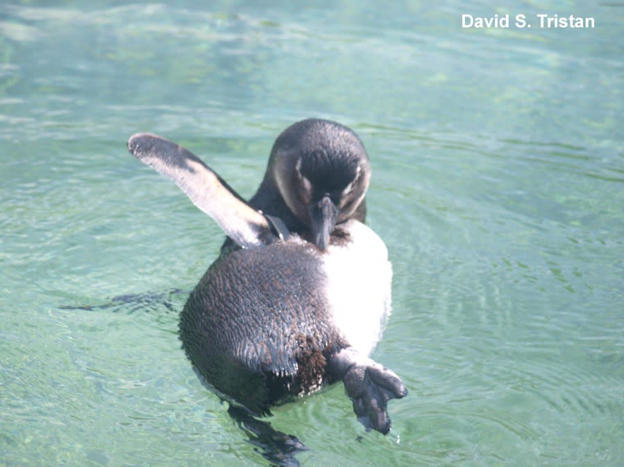 African Penguin with an itch