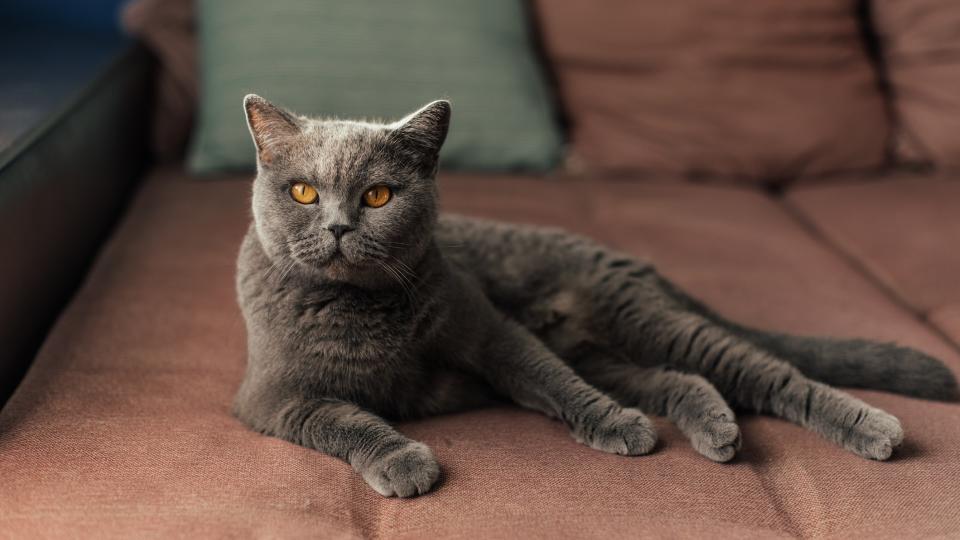 British shorthair