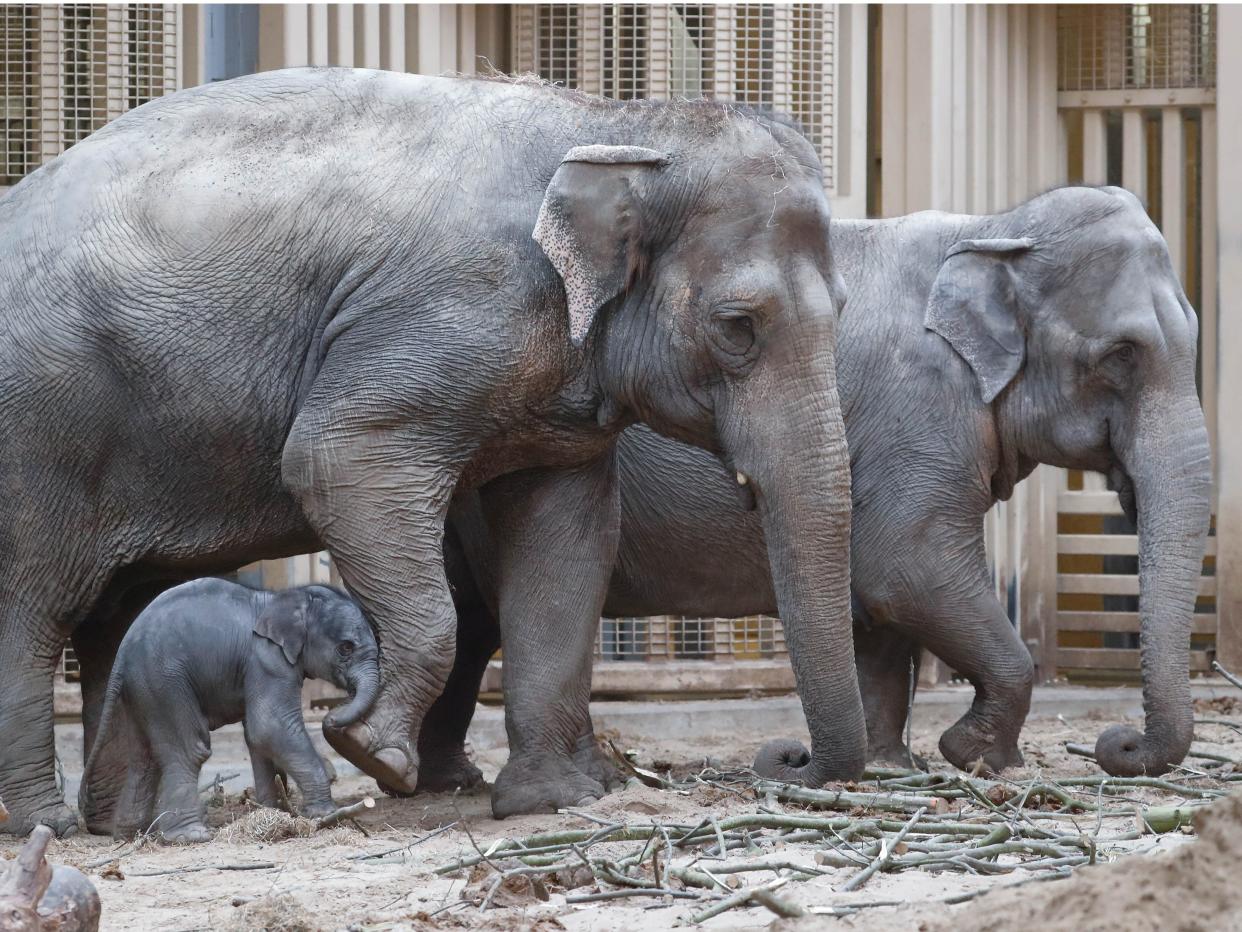 asian elephants