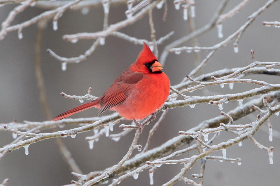 Northern Cardinal